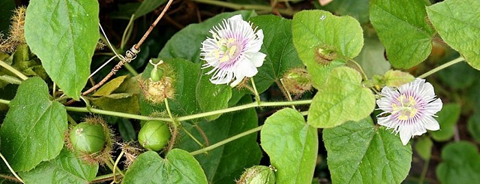 Lạc Tiên